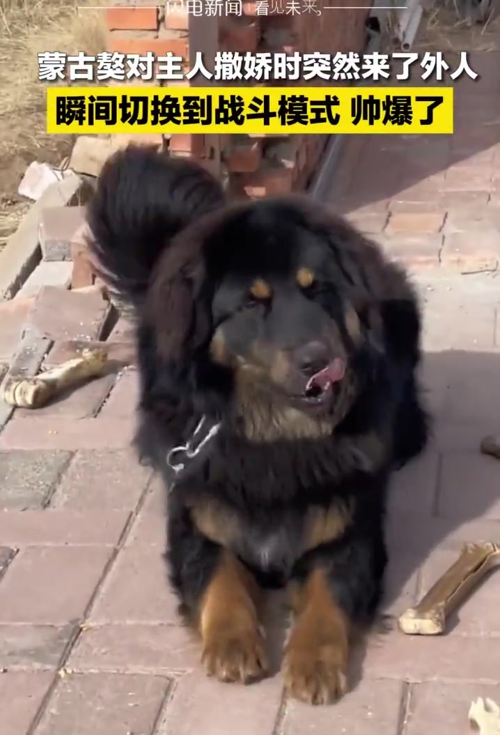 藏獒：等我下，我先去干个架