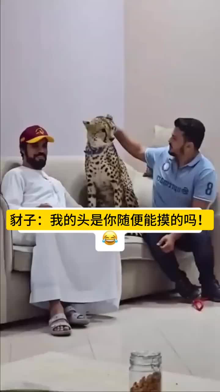 老虎的屁股摸不得，豹子的小头也摸不得