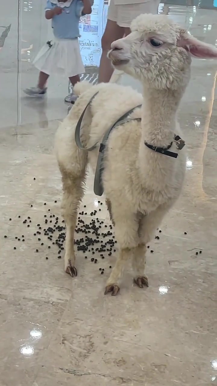 随机抽取一个路人，给他一杯珍珠奶茶