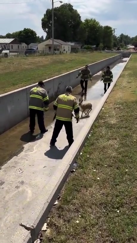 拯救小鹿大行动！还是蛮暖心的