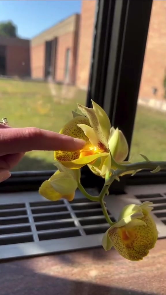 这玩意有点意思啊，感觉比含羞草好玩，也想来一株