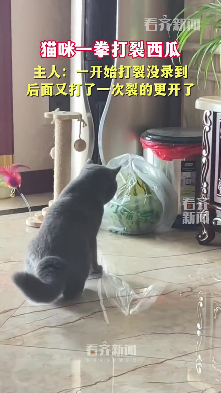 被猫打一下很疼吧