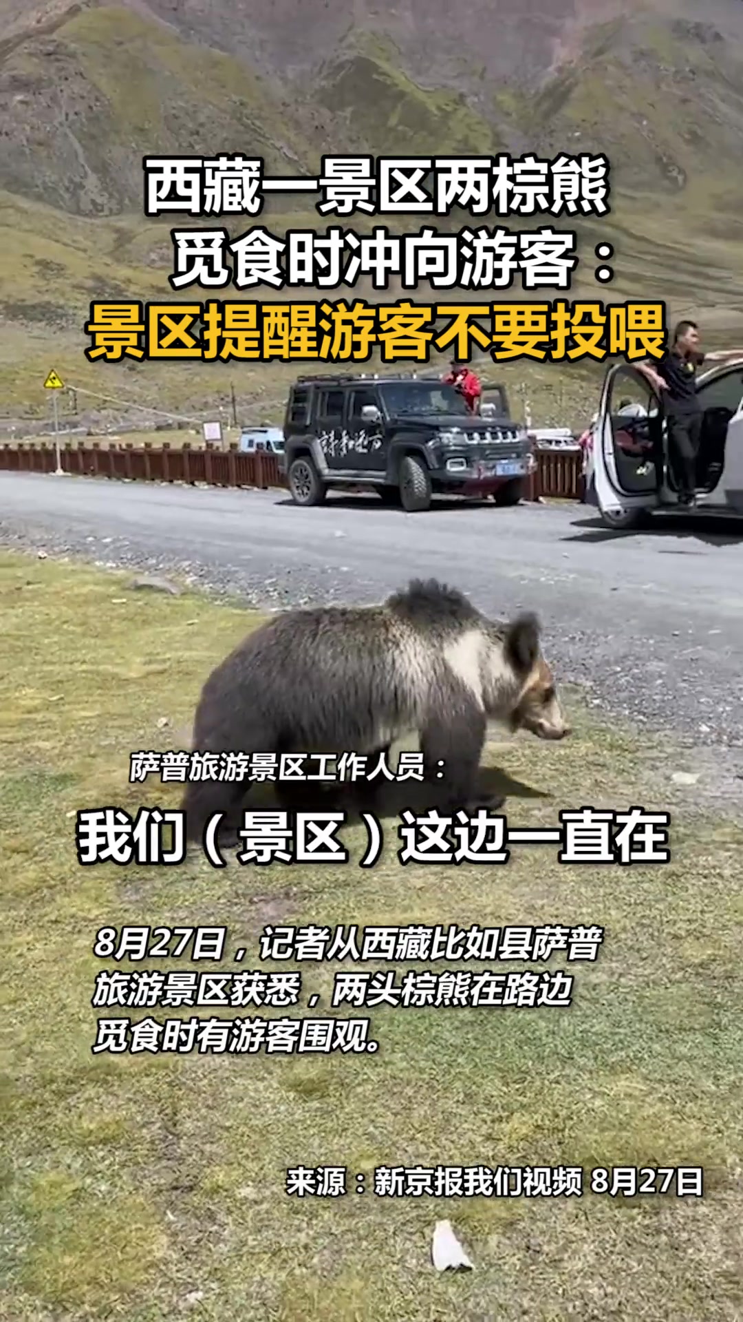 熊出没！西藏一景区两棕熊觅食时冲向游客：景区提醒游客不要投喂