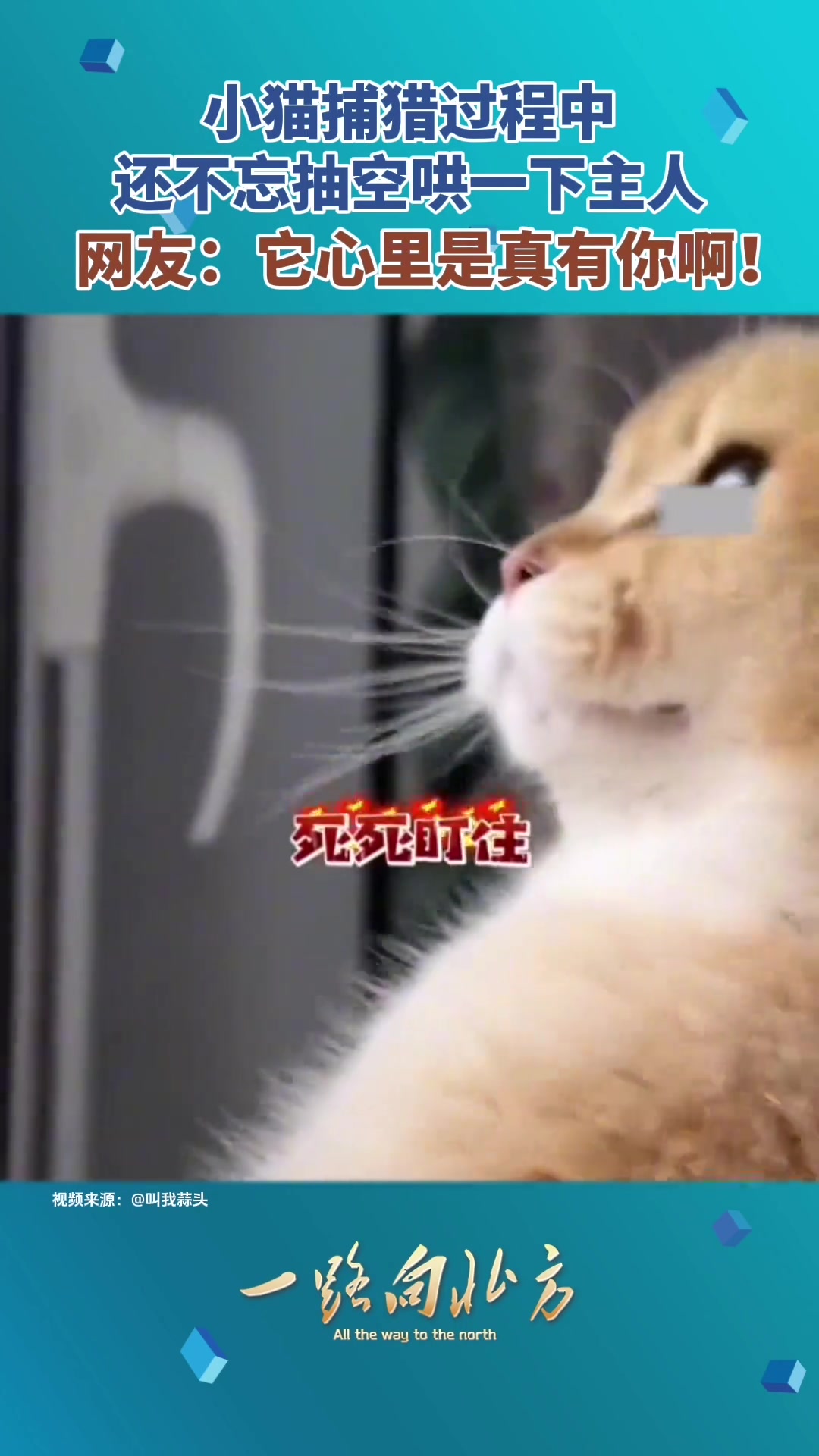 小猫捕猎过程中还不忘抽空哄一下主人