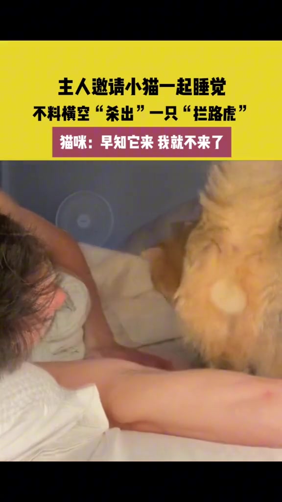 主人邀请小猫一起睡觉，不料横空“杀出”一只“拦路虎”