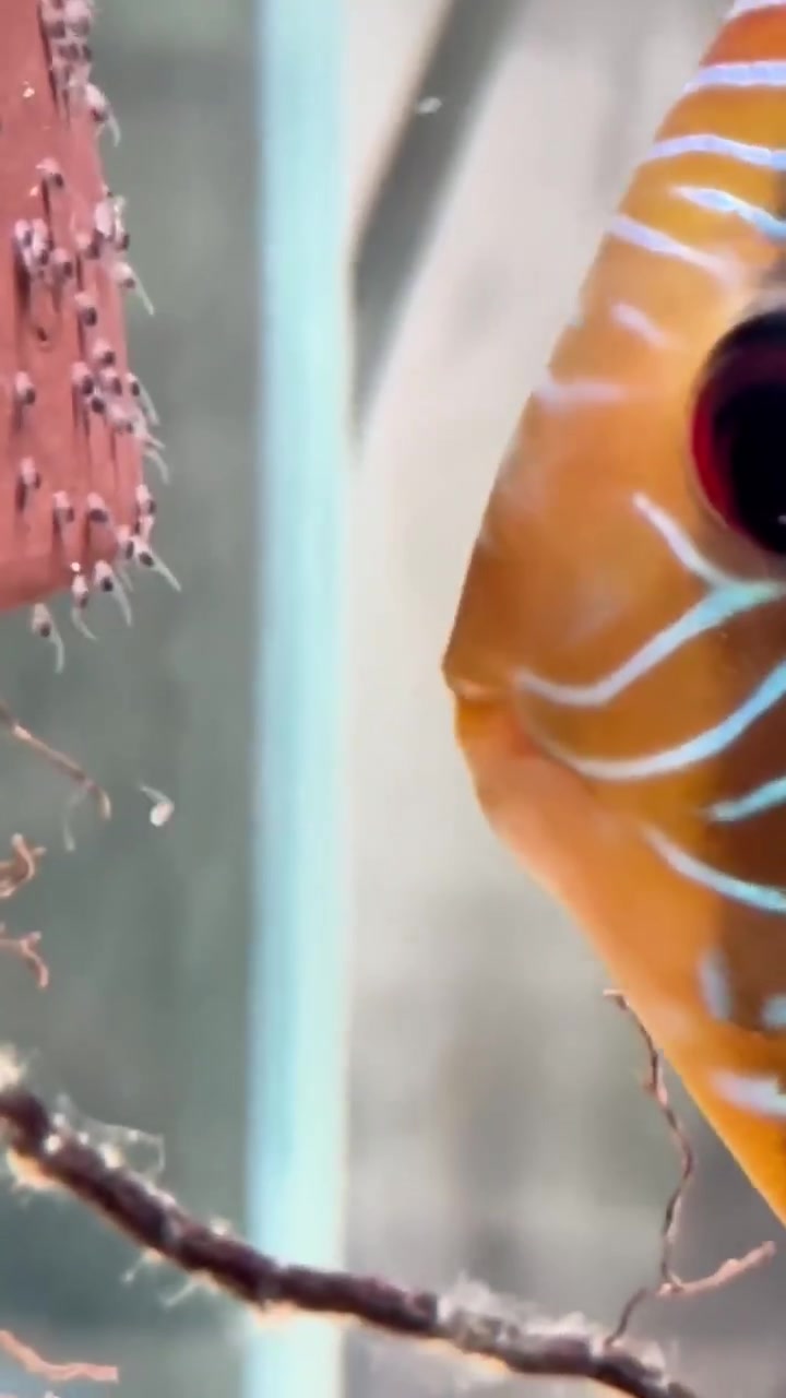 你这掉了的仔还给他粘回去啊！！