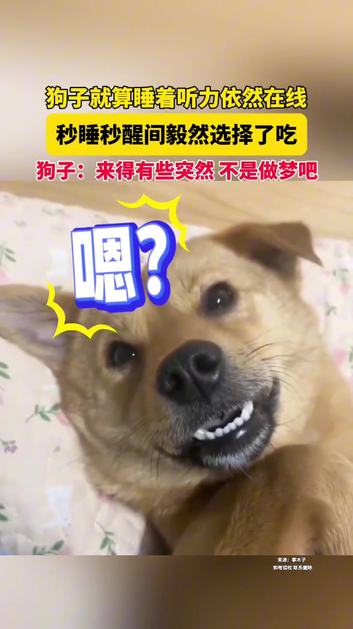 狗子就算睡着听力依然在线，秒睡秒醒间毅然选择了吃