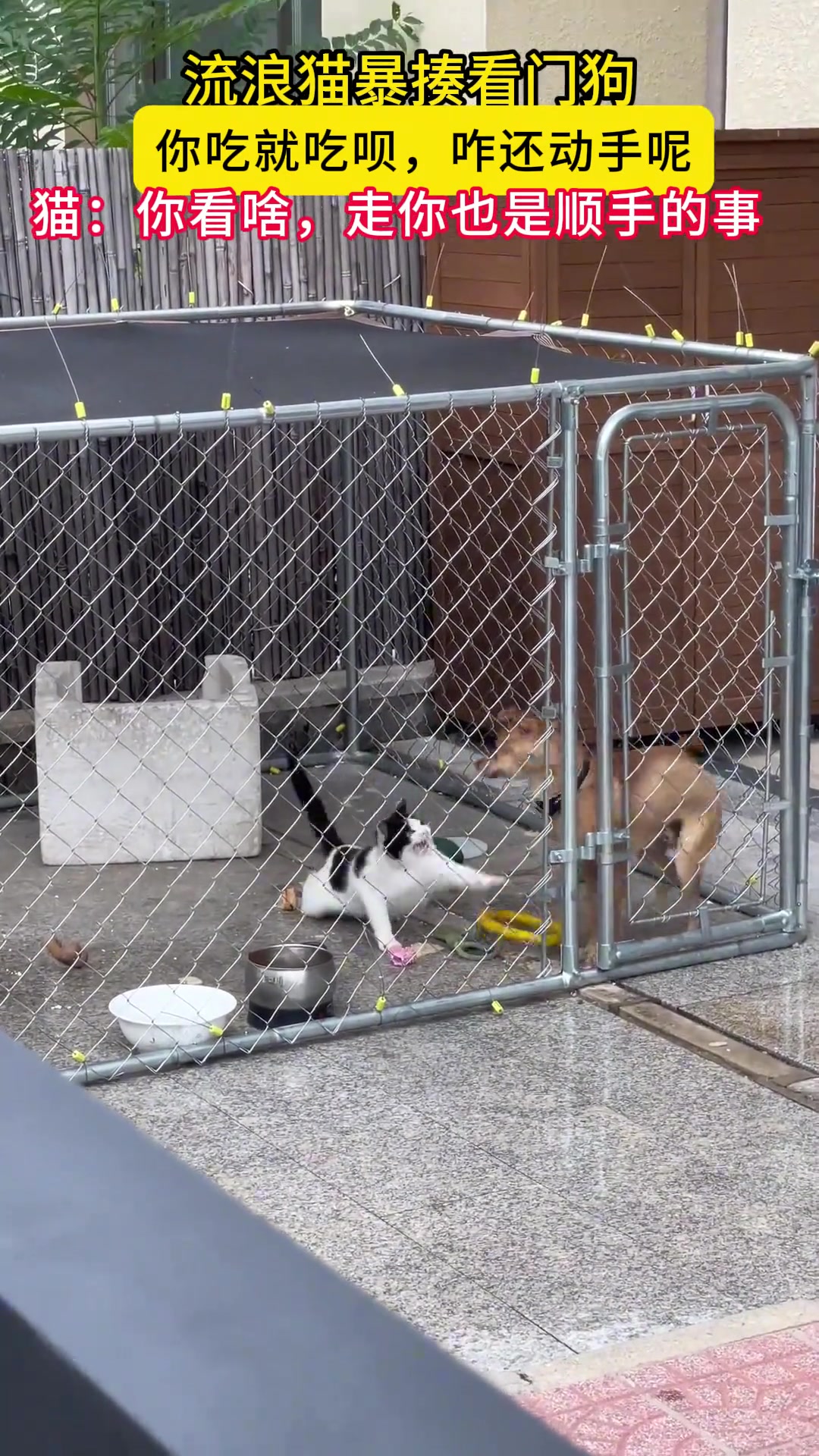 流浪猫暴揍看门狗，狗子表示你吃我饭就吃呗，咋还动手呢