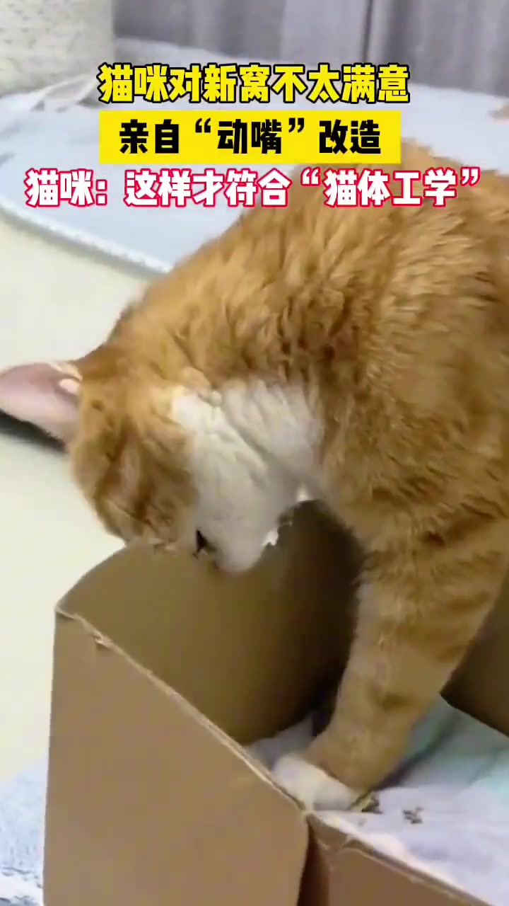 大橘对纸箱新窝不太满意，亲自动嘴改造，直到符合“猫体工学”