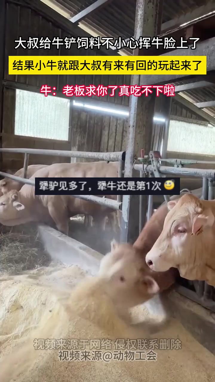 都说不吃了，你还装进来！！