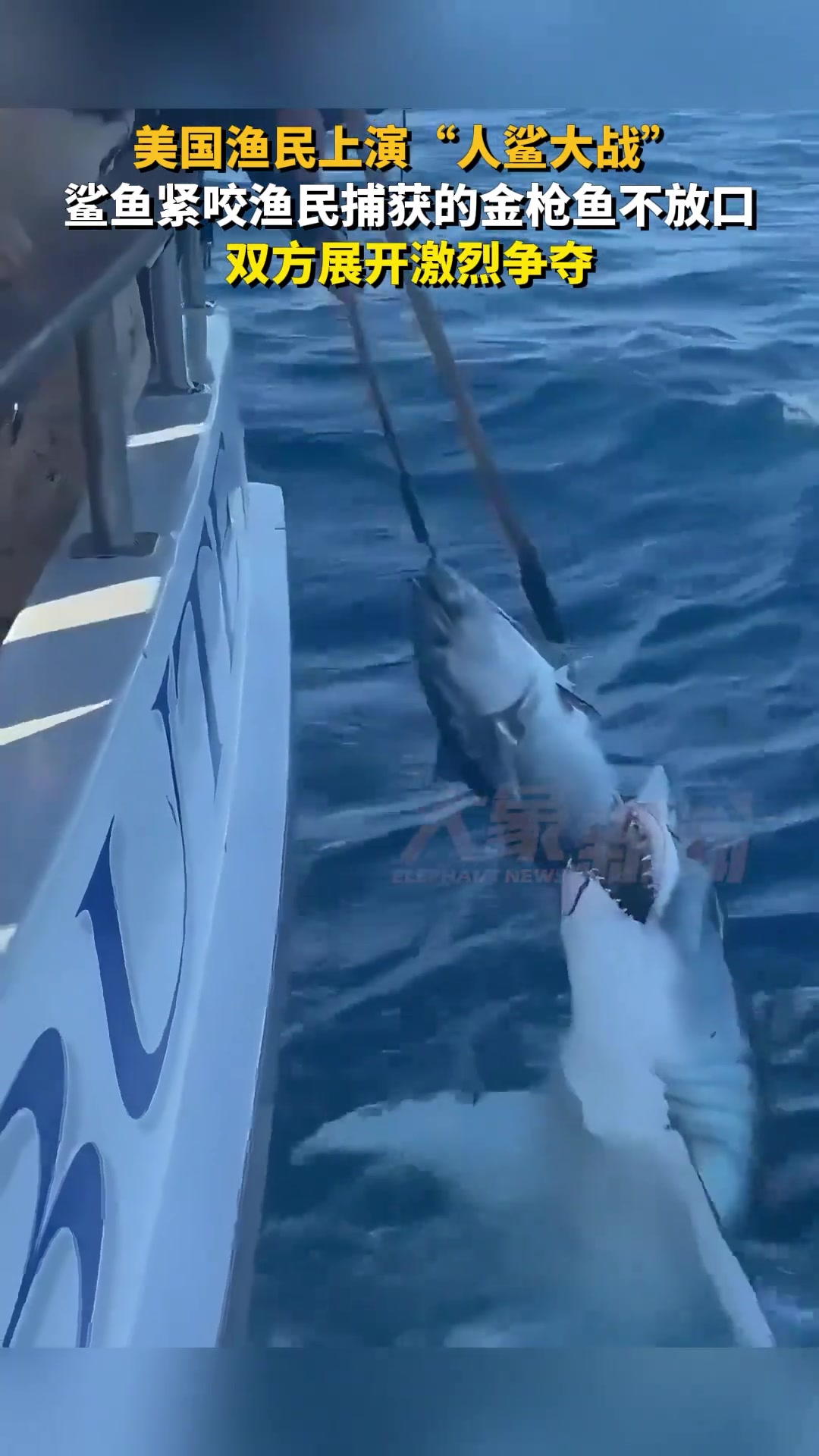 美国渔民上演罕见“人鲨大战”，鲨鱼紧咬渔民捕获的金枪鱼不放口