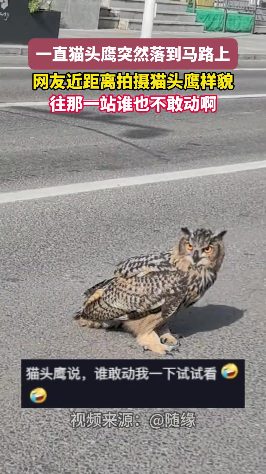 一直猫头鹰突然落到马路上网友近距离拍摄猫头鹰样貌