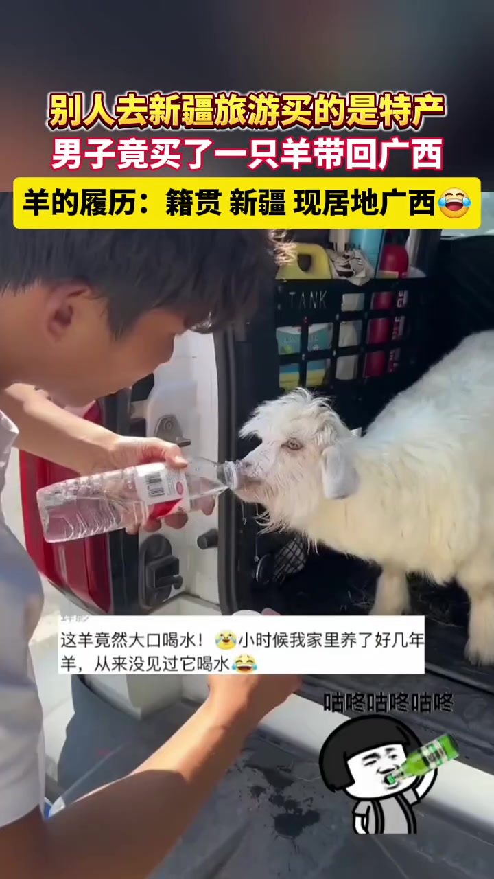 别人去新疆旅游买的是特产，一男子竟买了一只羊带回广西！