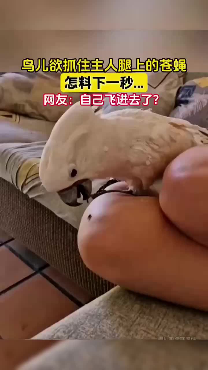 鸟儿欲抓住主人腿上的苍蝇，怎料下一秒.自己飞进去了
