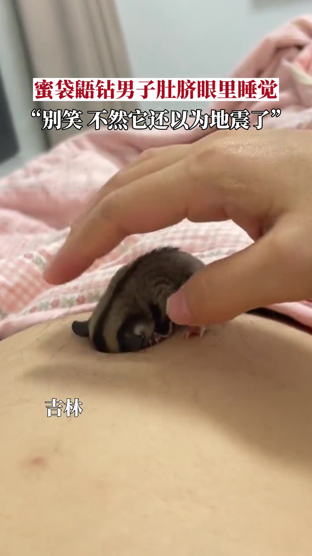 蜜袋鼯把头埋进主人肚脐眼里睡觉，别笑，不然它以为地震了！