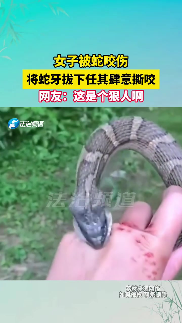 女子被蛇咬伤，将蛇牙拔下任其肆意撕咬，网友这是个狠人啊