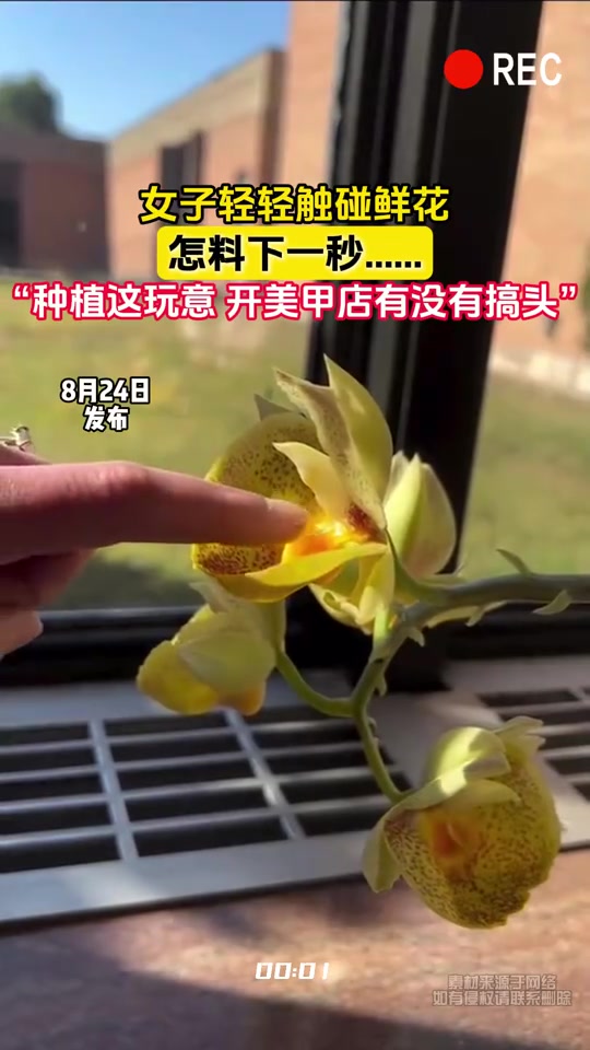 食人花女子轻轻触碰鲜花，怎料下一秒
