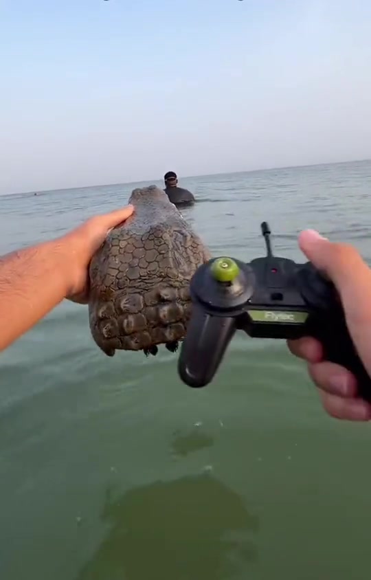 肉眼可见的跳起来了！国外男子与假鳄鱼头恶搞黑人朋友！