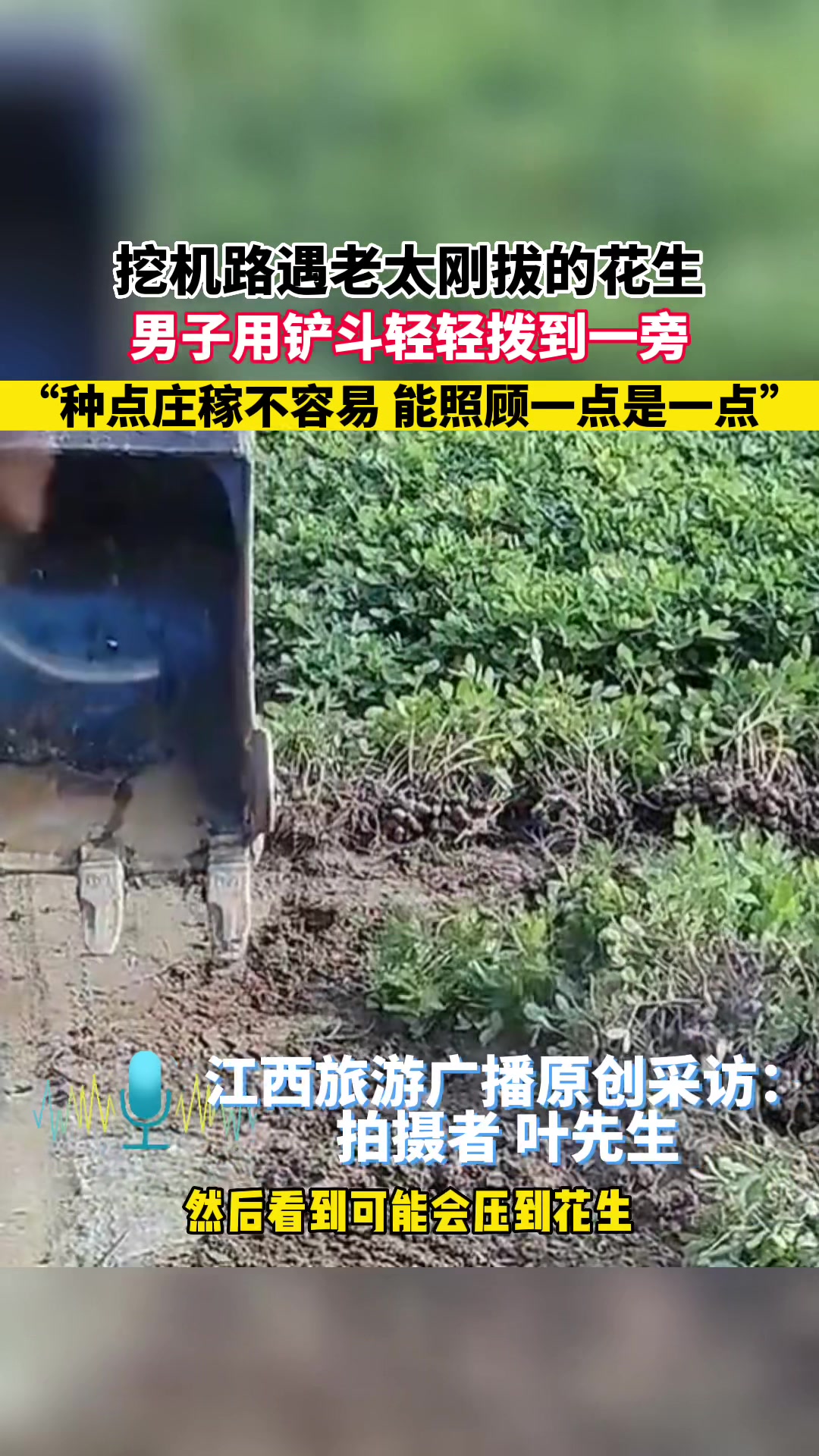 中国人的善良！挖机师傅怕压坏花生特意推了推！