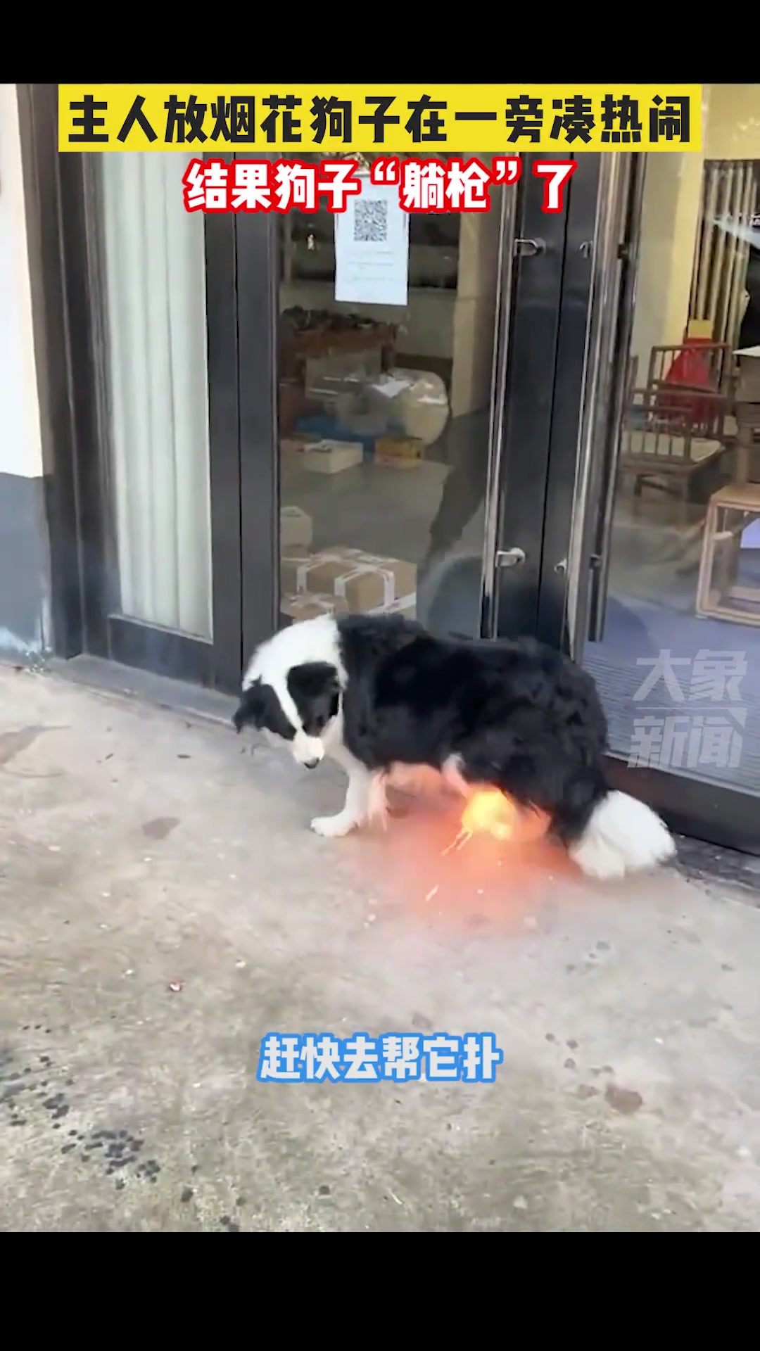 我着火啦！狗子真“躺枪”了！