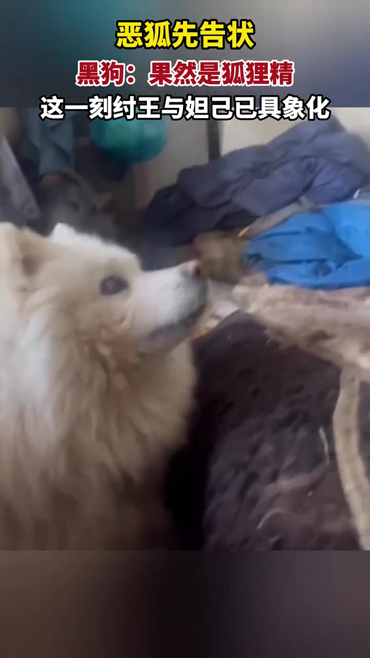 祸国殃民的妲己和她的纣王！