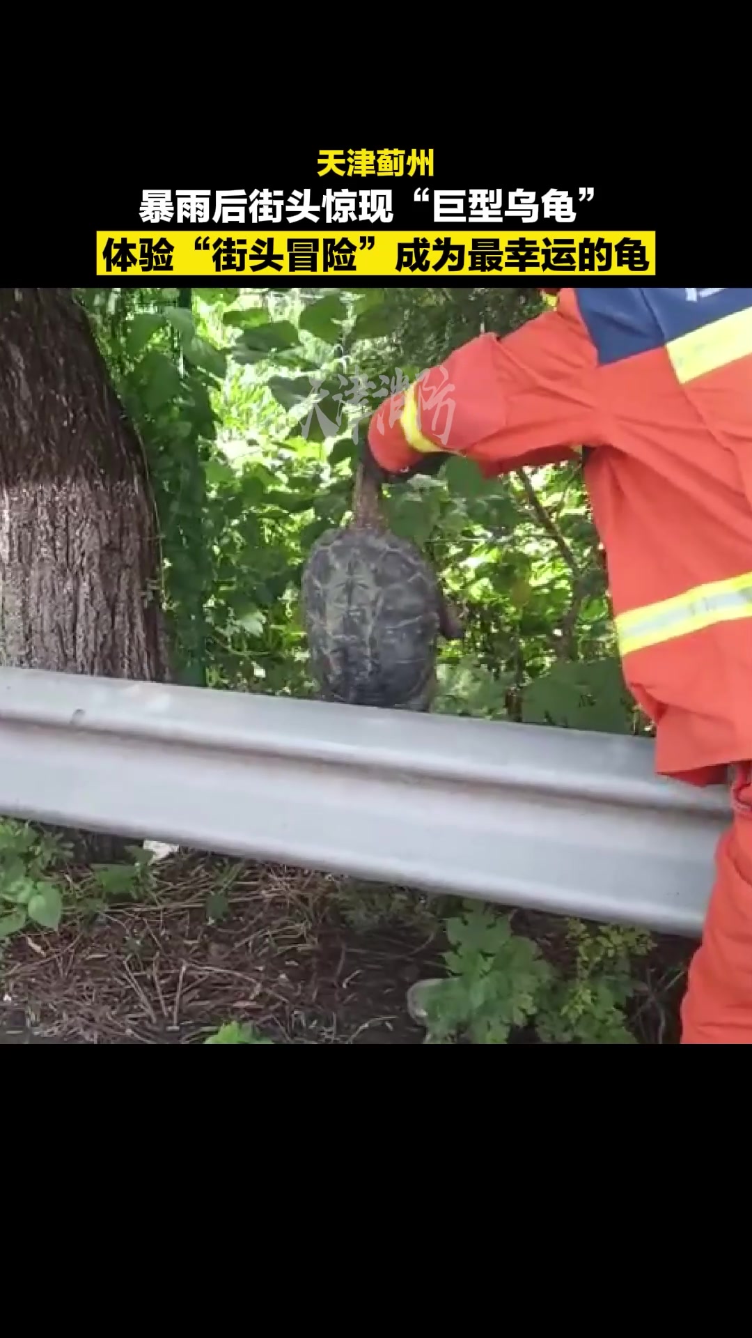 暴雨过后街头惊现“巨型乌龟”，幸运搭上消防专车