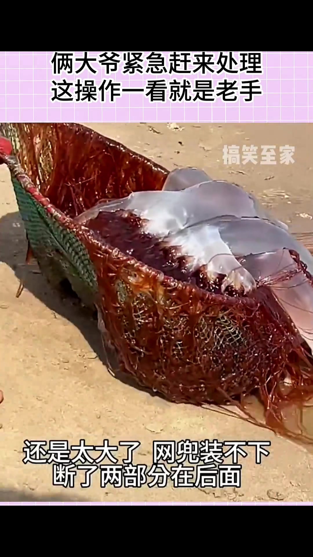 发现一只有毒海蜇，俩大爷紧急赶来处理，这操作一看就是老手！