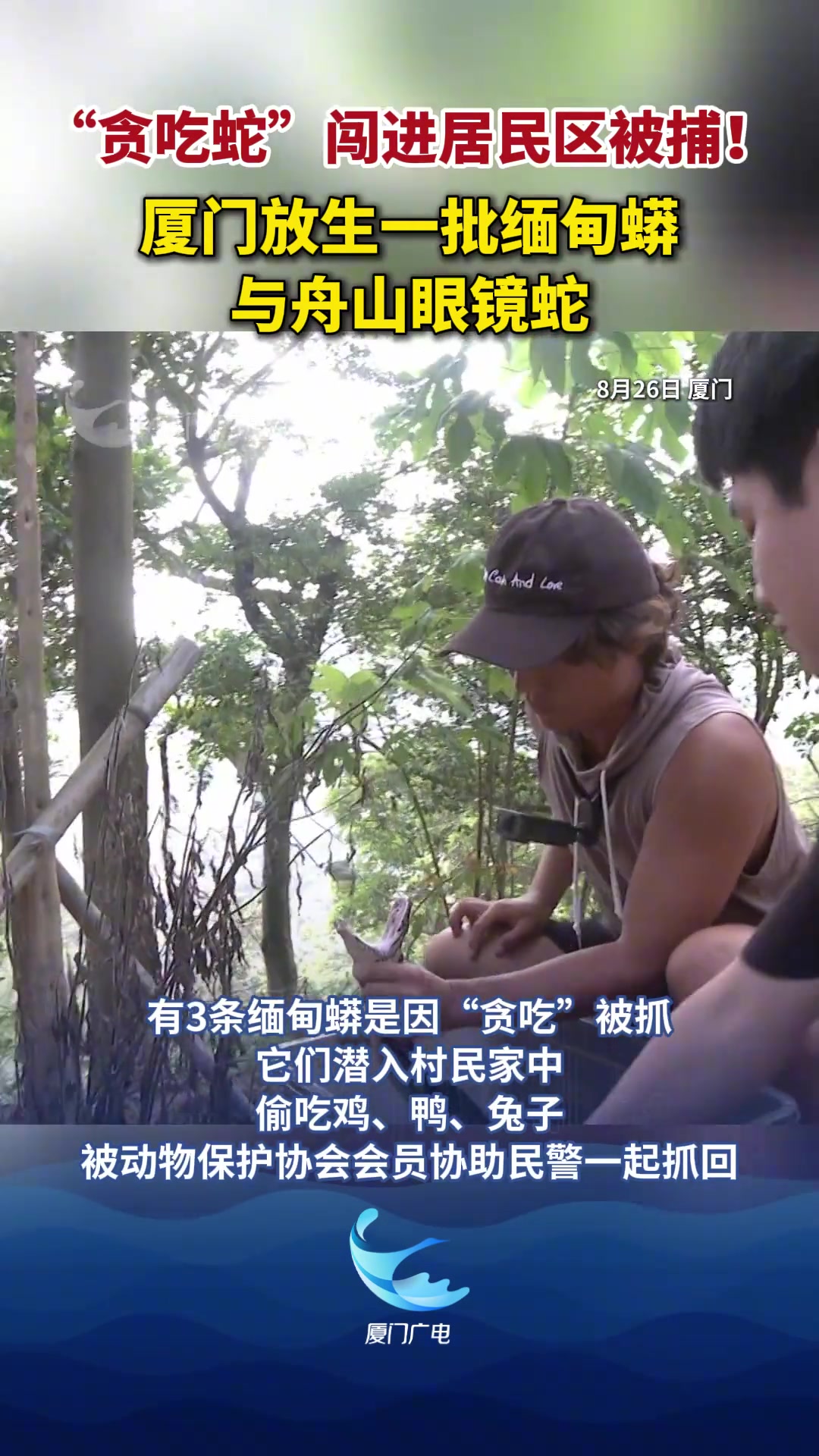 蟒蛇闯进居民区！抓到后被放生！