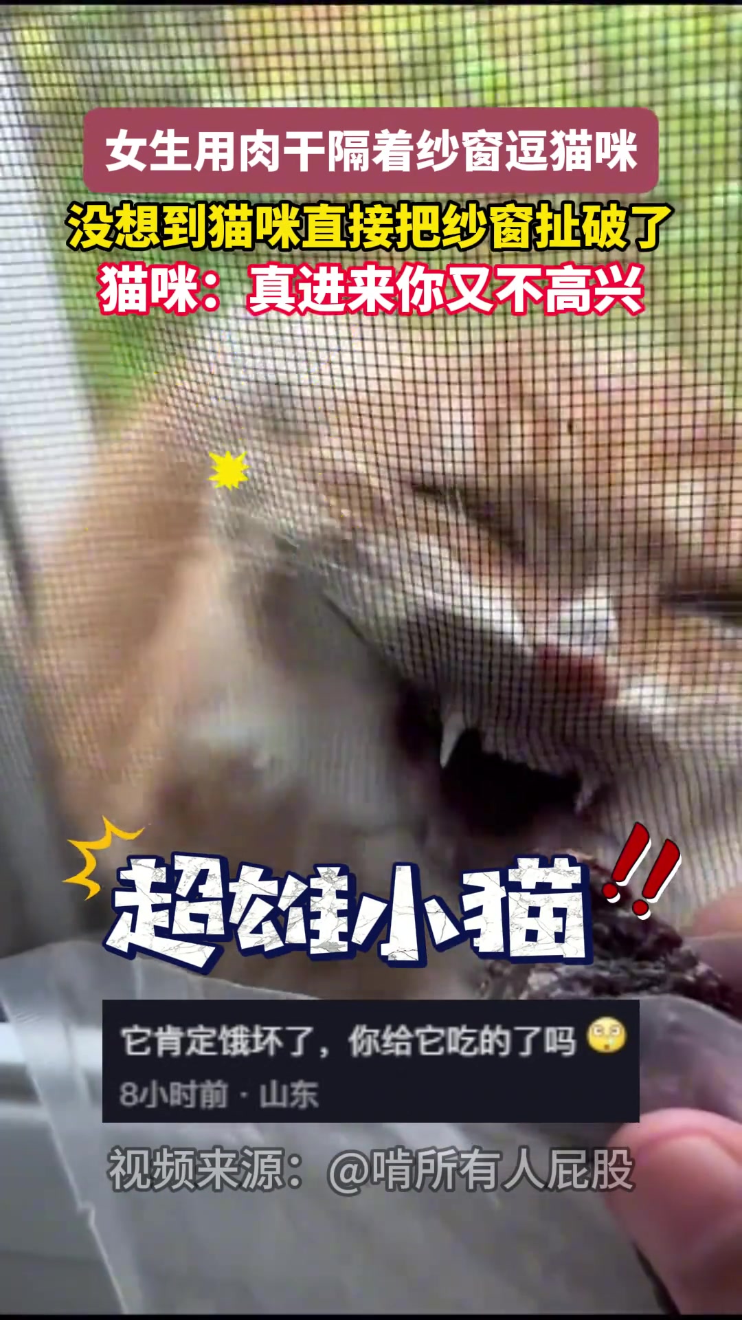女生用肉干隔着纱窗逗猫咪没想到猫咪直接把纱窗扯破了
