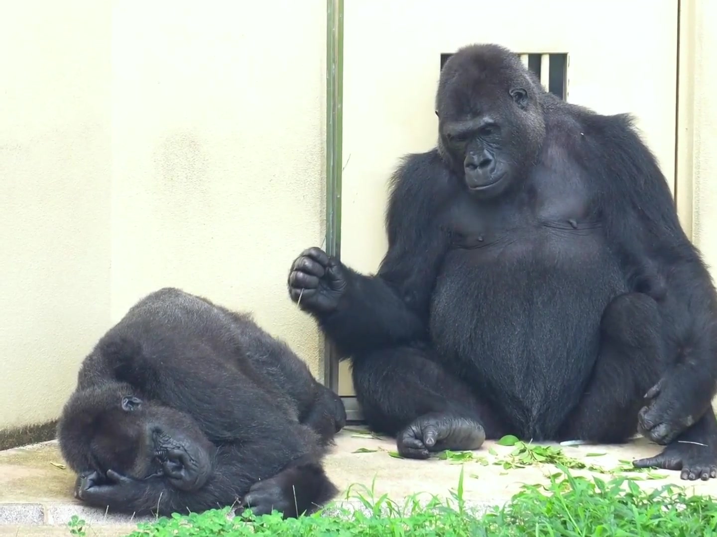 猩猩：快乐，没有烦恼的生活