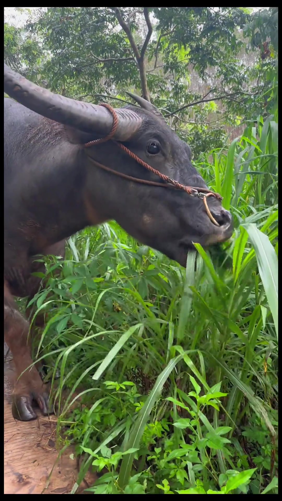 水牛吃草，眼神清澈的像大学生！