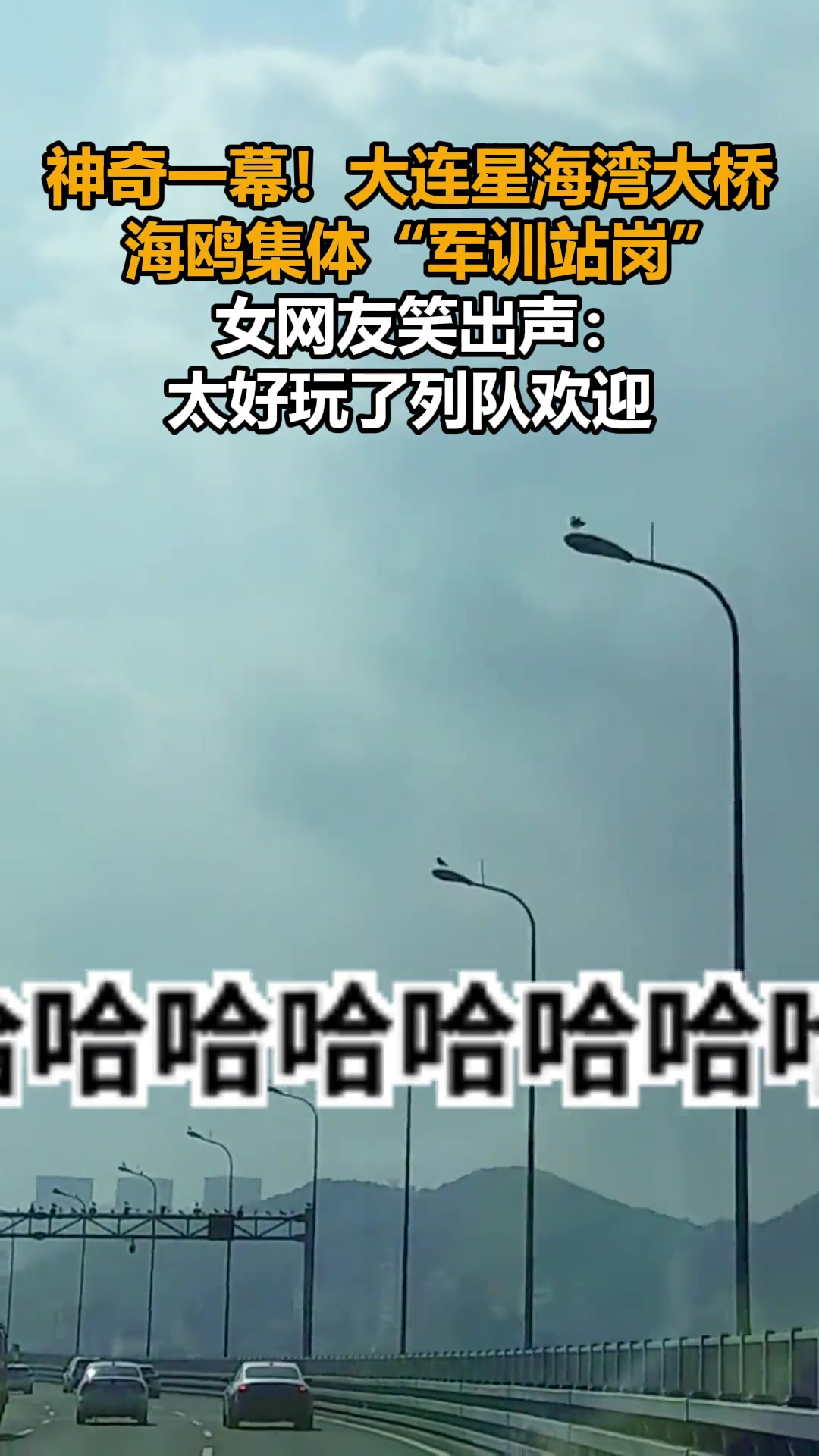 神奇一幕！大连星海湾大桥，海鸥集体“军训站岗”！