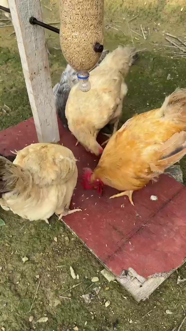 劳动人民的智慧！有了这个既不浪费也不用担心老鼠偷吃了！