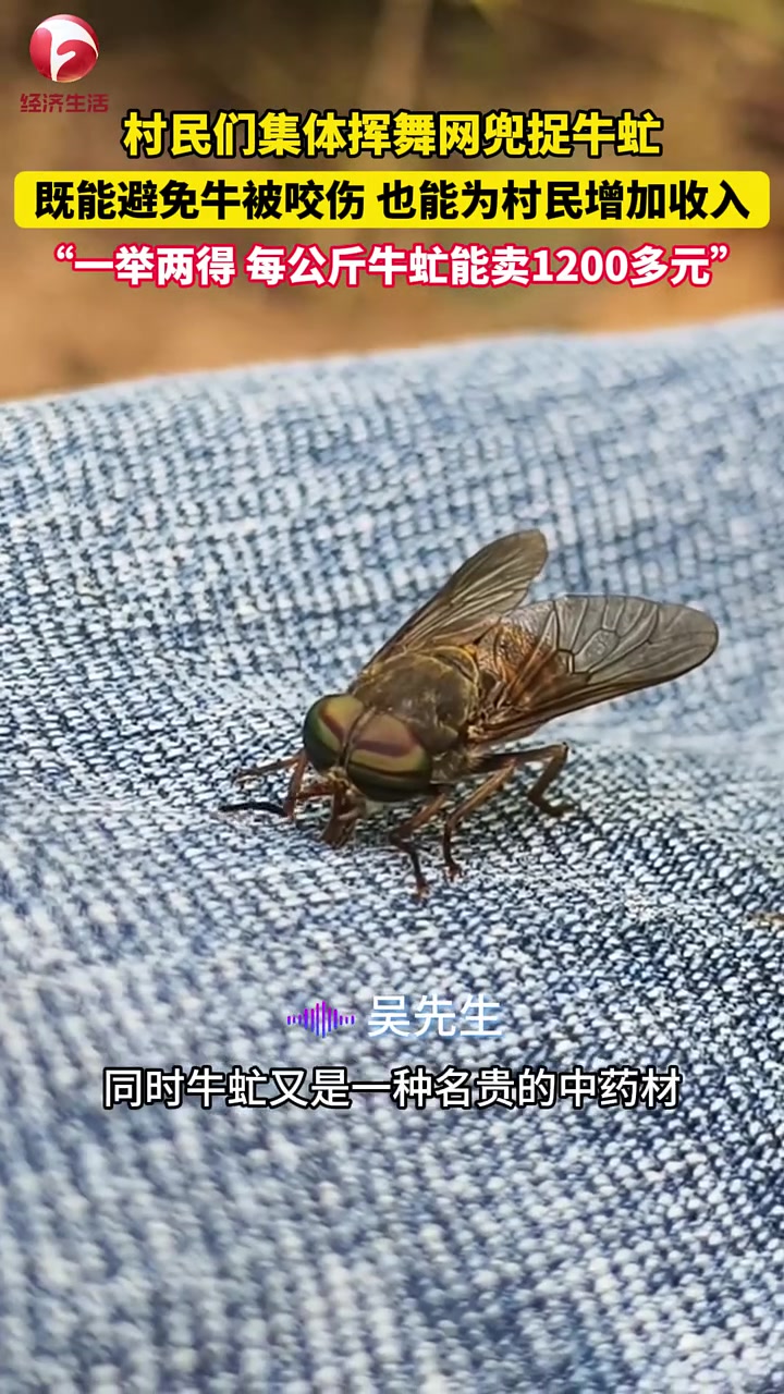一公斤能卖1200！村民们集体挥舞网兜捉牛虻！一举两得！