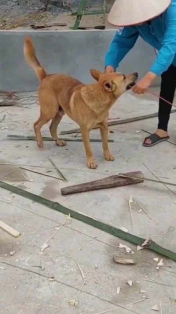 你是怎么说服它的