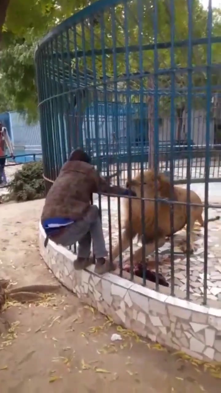 男子与狮子拔河竟势均力敌