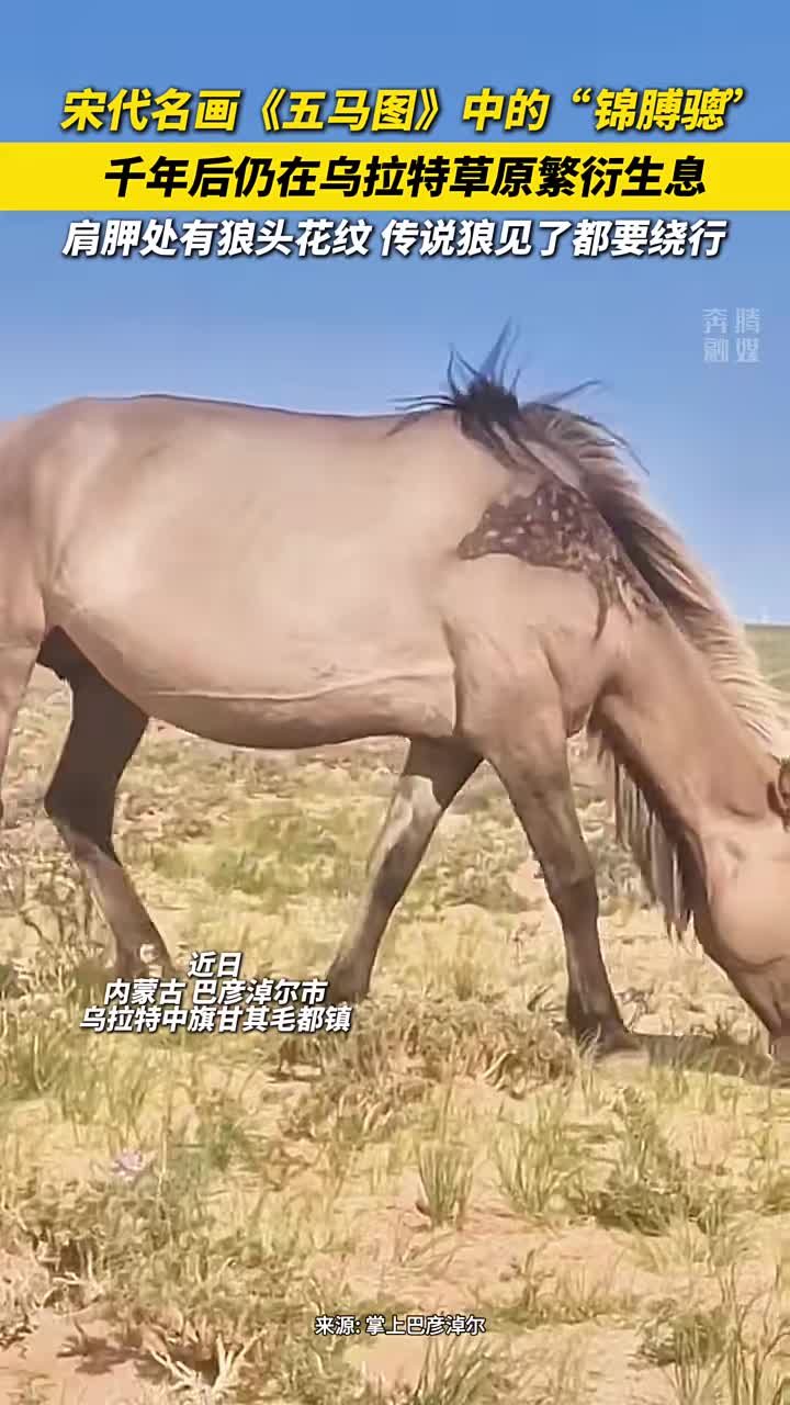 宋代名画中的“锦膊骢”，千年后仍在内蒙古繁衍生息！
