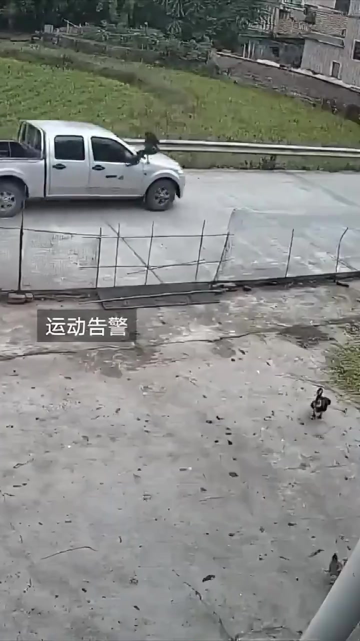 想飞出去的鸭子被车给撞回来了！