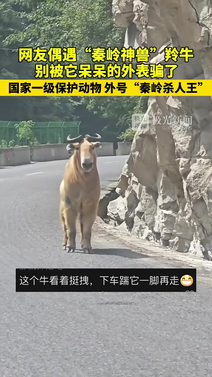 网友偶遇“秦岭神兽”羚牛，外号“秦岭杀人王”