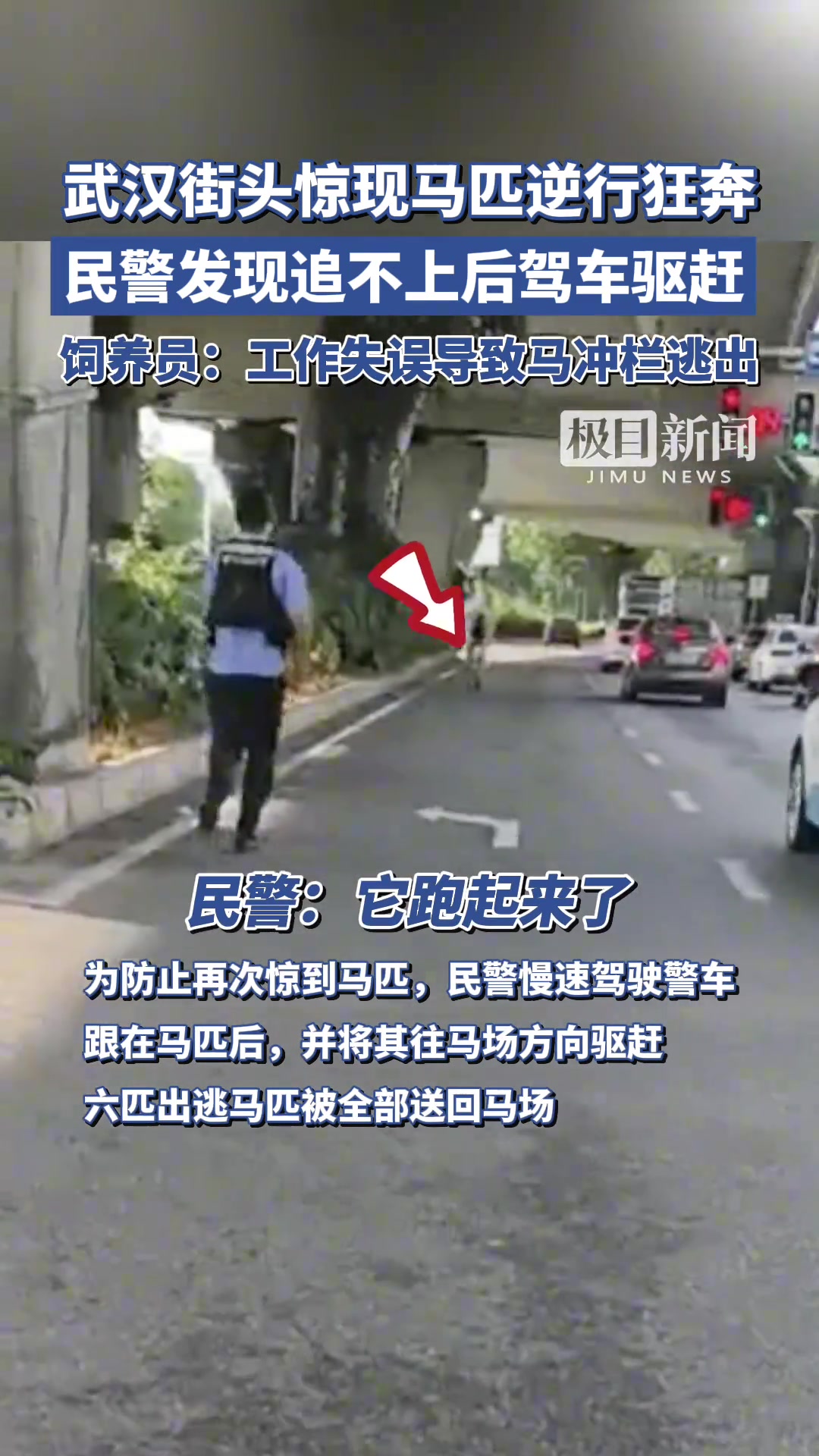 武汉街头惊现马匹逆行狂奔