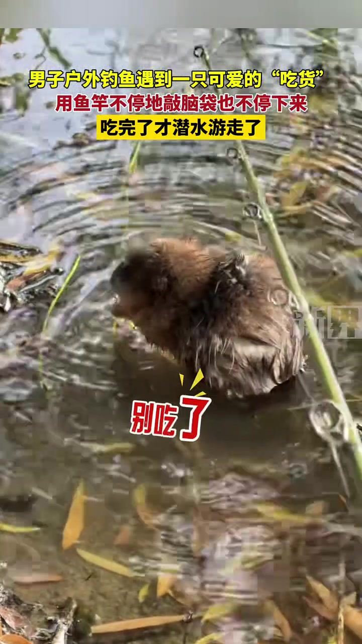 这是啥动物钓鱼佬真的除了鱼其他啥都能遇到！