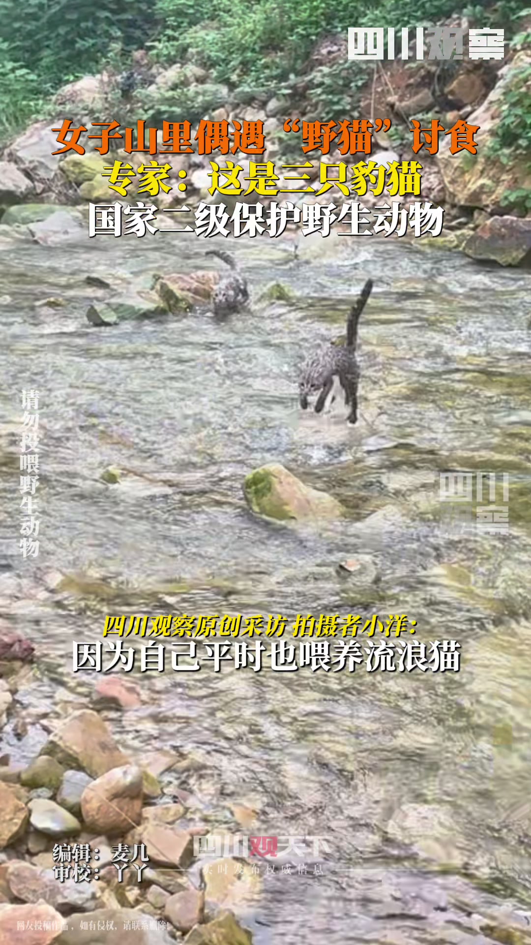 这不是雪豹！女子山里偶遇3只豹猫讨食！