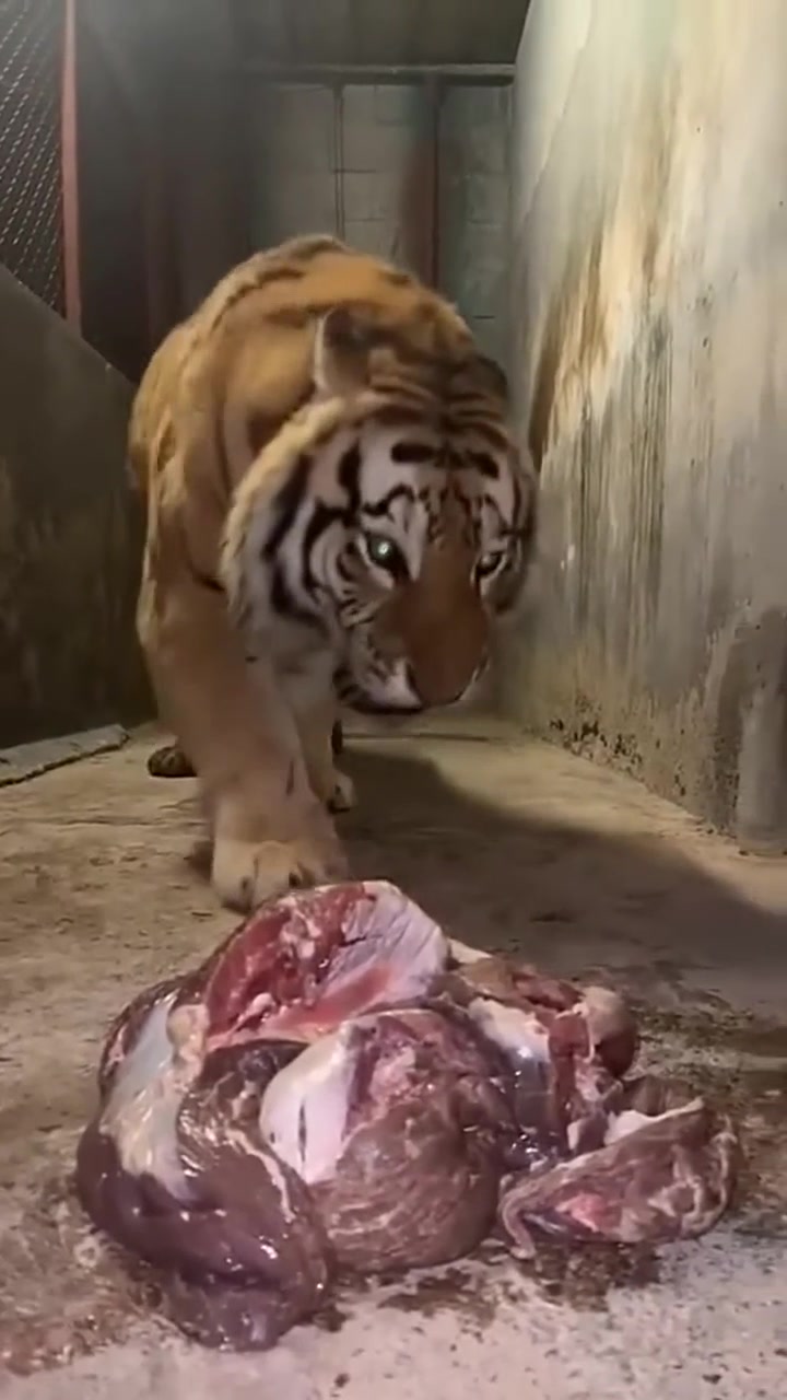 这大猫咪看着有点凶啊！好想养一头！