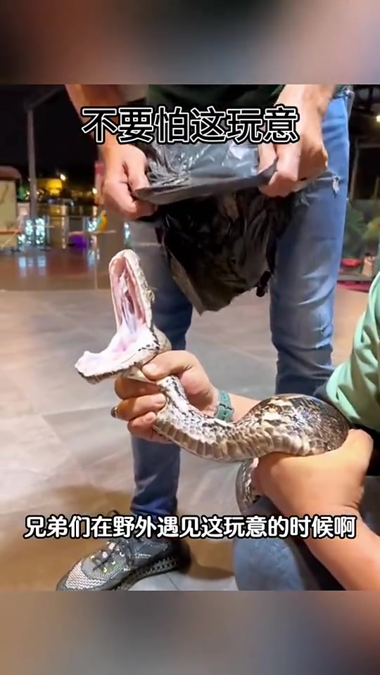 直接焖毒蛇如果袋子破了，就是另外一个故事了！