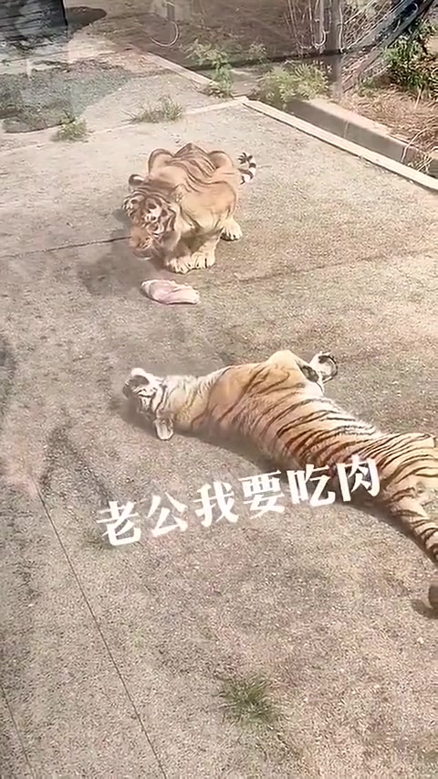 撒娇的女人最好命！母老虎也不例外！