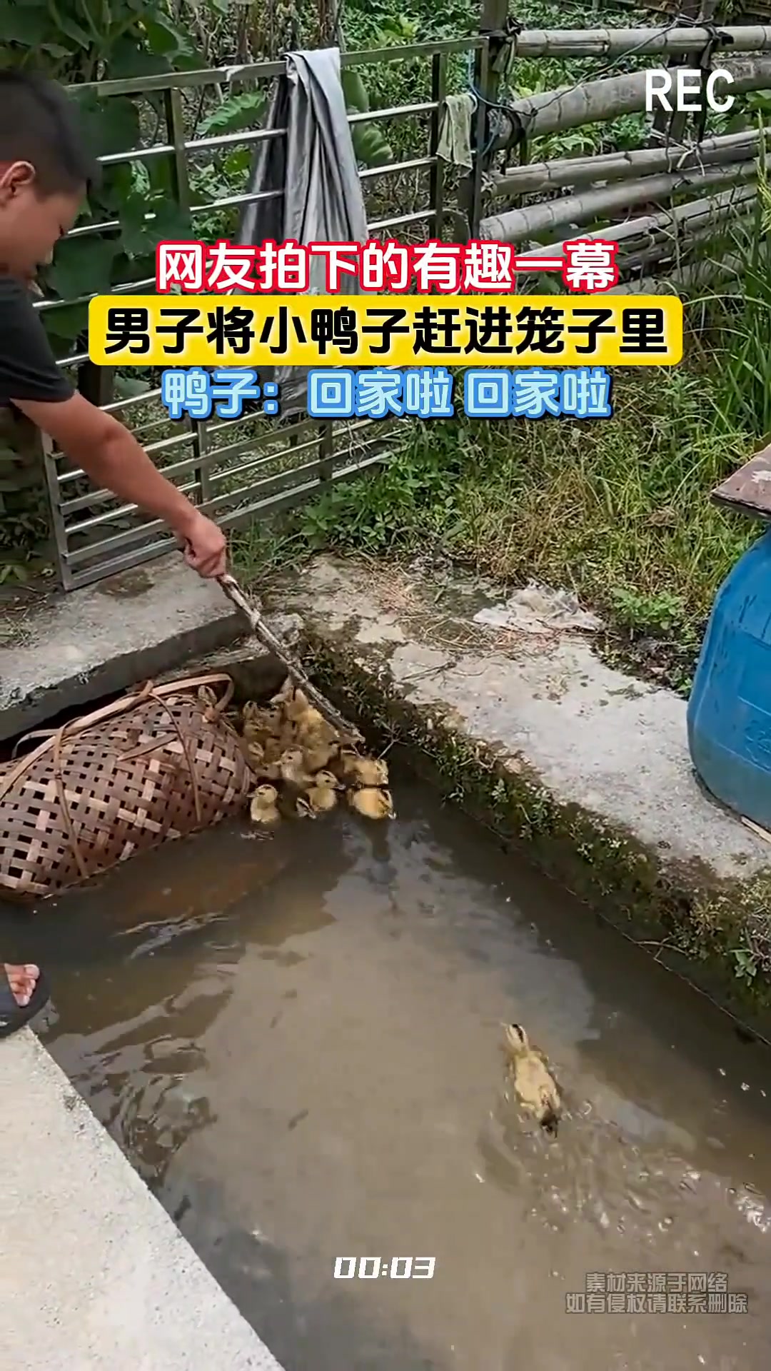 网友拍下的有趣一幕，男子将小鸭子赶进笼子里