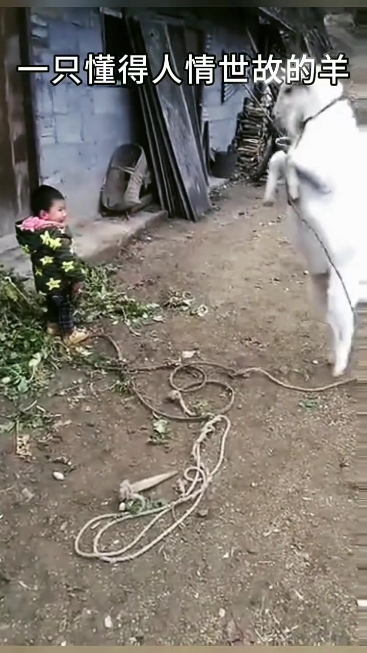 羊：跟你闹着玩的，你别讹我啊