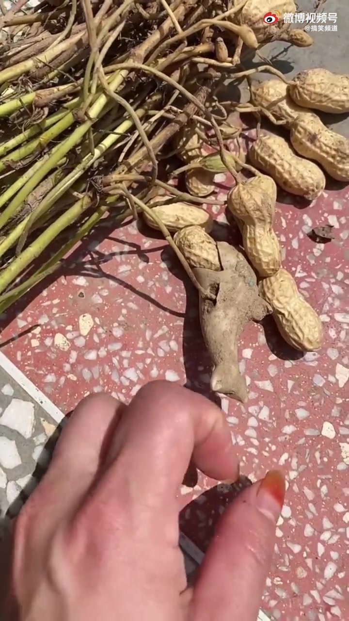 看把小海豚撑的