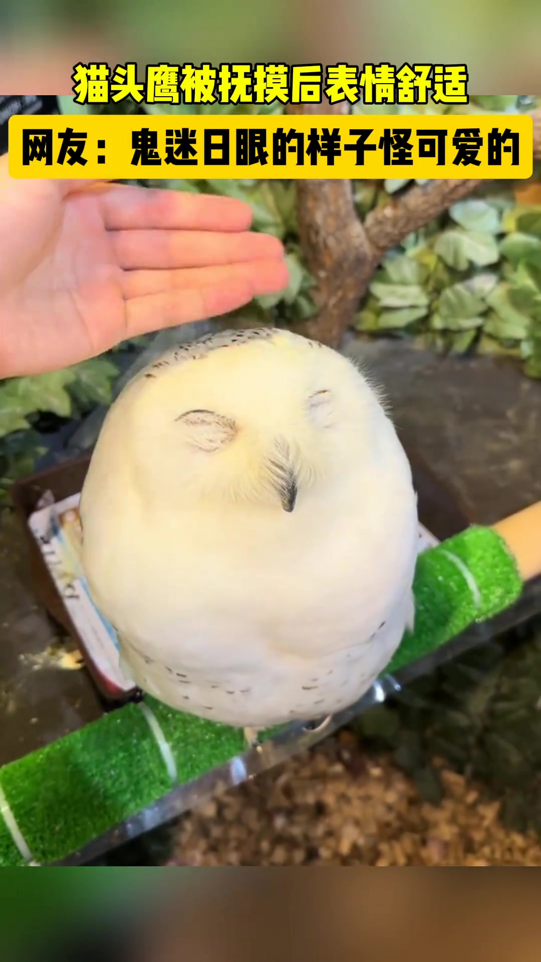 猫头鹰被抚摸后表情舒适，鬼迷日眼的样子怪可爱的