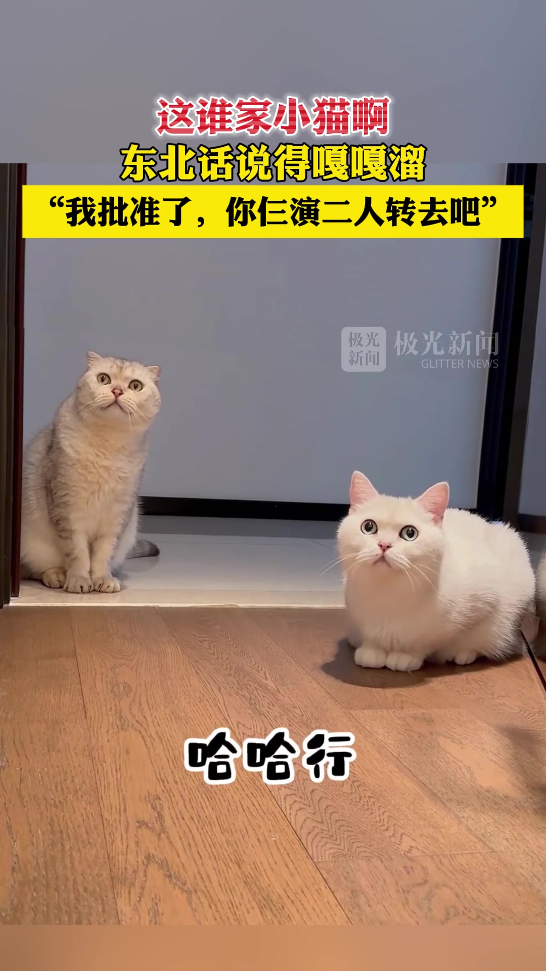 这谁家小猫啊，东北话说得嘎嘎溜！